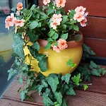 Romantic Apartamento Mamaia