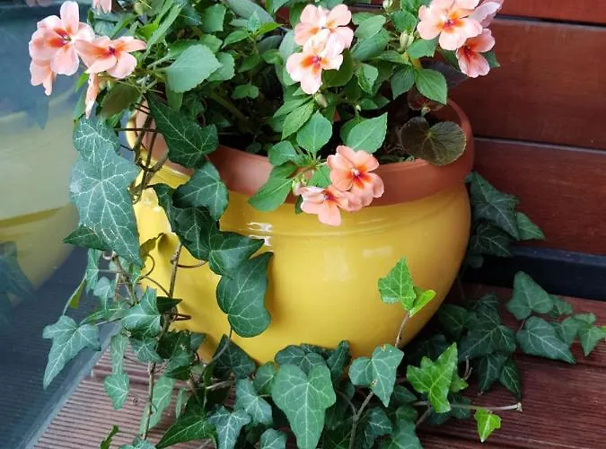 Romantic Apartamento Mamaia